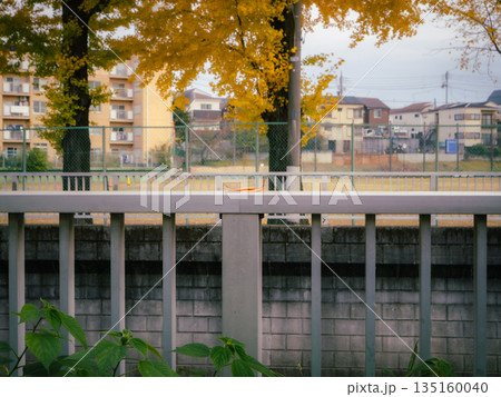 秋の日常風景｜イチョウ並木のある住宅街 135160040