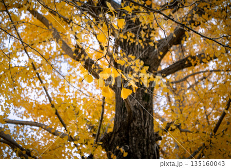 鮮やかに紅葉したイチョウの大木と黄金色の葉のクローズアップ 135160043