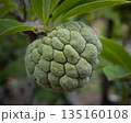 Custard apple unripe fruit tree branch green leaves, Annona squamosa sugar apple hangs naturally amid lush foliage fresh exotic tropical Asian produce organic healthy edible close up in garden 135160108