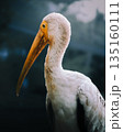 Painted stork Mycteria leucocephala profile close up yellow beak red head. Majestic white bird intense gaze orange eye ring blurred background exotic Asian wildlife serene avian portrait nature photo 135160111