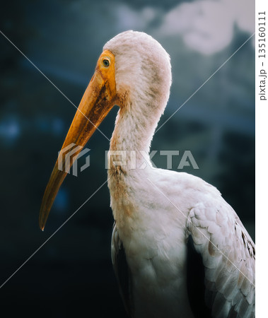 Painted stork Mycteria leucocephala profile close up yellow beak red head. Majestic white bird intense gaze orange eye ring blurred background exotic Asian wildlife serene avian portrait nature photo Painted stork Mycteria leucocephala profile close up yellow beak red head. Majestic white bird intense gaze orange eye ring blurred background exotic Asian wildlife serene avian portrait nature photo 135160111