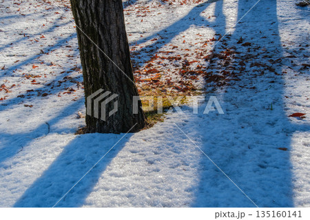木漏れ日の雪景色 木漏れ日の雪景色 135160141
