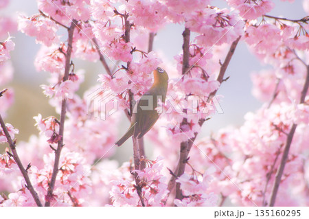 彼岸桜の蜜を吸うメジロ 彼岸桜の蜜を吸うメジロ 135160295