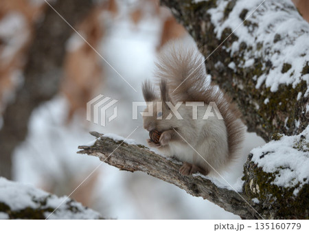 あし毛のエゾリス 135160779