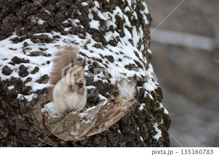 あし毛のエゾリス あし毛のエゾリス 135160783