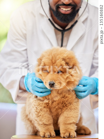 Man, vet and check of puppy at clinic, medical and animal support with a smile. Happy, African male person expert and veterinarian with a cute chow chow dog and professional with care at job 135160882