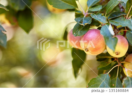 Garden, apple and red fruit on tree with leaves, green plant and agriculture or sustainable farm with bokeh. Nature, apples and healthy food from farming, plants and natural fiber for nutrition Garden, apple and red fruit on tree with leaves, green plant and agriculture or sustainable farm with bokeh. Nature, apples and healthy food from farming, plants and natural fiber for nutrition 135160884
