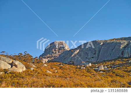 Nature, mountain and rock with field in park for landscape, environment and flowers. Bush, summer and wilderness with reserve in Cape Town ecology for floral habitat, sustainability and mockup space Nature, mountain and rock with field in park for landscape, environment and flowers. Bush, summer and wilderness with reserve in Cape Town ecology for floral habitat, sustainability and mockup space 135160886