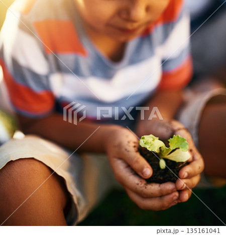 Hands of child, soil or plant in garden for sustainability, agriculture care or farming development. Backyard, natural growth or closeup of blurry kid hand holding sand or planting for learning agro Hands of child, soil or plant in garden for sustainability, agriculture care or farming development. Backyard, natural growth or closeup of blurry kid hand holding sand or planting for learning agro 135161041
