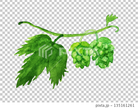 Watercolor hop Watercolor hop 135161261