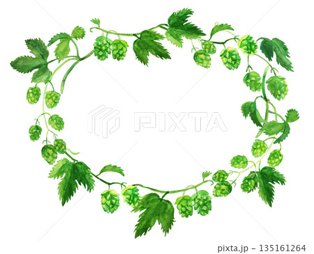 水彩　ホップ 135161264