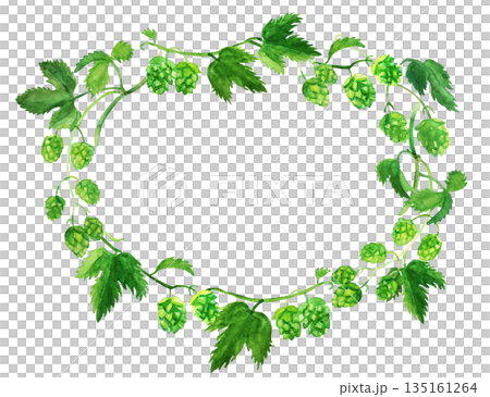 水彩　ホップ 135161264