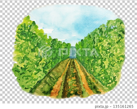 watercolor hop field watercolor hop field 135161265