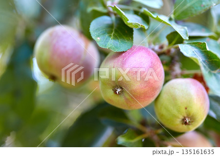 Garden, fruit and apple on trees in farm for agriculture, orchard farming and harvesting. Nature, sustainability and closeup of green and red apples on branch for organic, healthy and natural produce Garden, fruit and apple on trees in farm for agriculture, orchard farming and harvesting. Nature, sustainability and closeup of green and red apples on branch for organic, healthy and natural produce 135161635