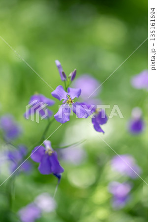 ムラサキハナナの花 ムラサキハナナの花 135161694