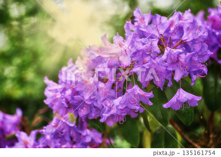 Closeup, environment and flowers in springtime, nature and growth with season, ecology or weather. Natural, landscape or plant with light, green or beauty in a garden, eco friendly and sustainability Closeup, environment and flowers in springtime, nature and growth with season, ecology or weather. Natural, landscape or plant with light, green or beauty in a garden, eco friendly and sustainability 135161754