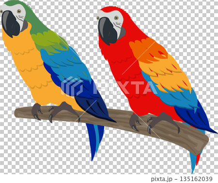 Two macaws Two macaws 135162039