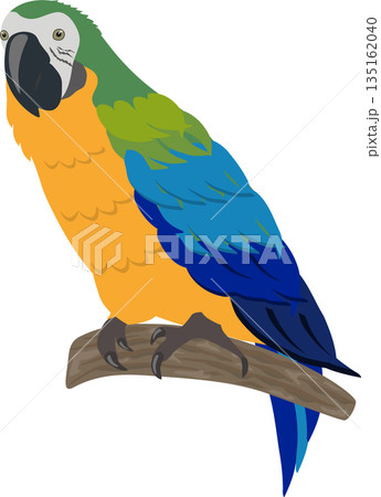 ルリコンゴウインコ ルリコンゴウインコ 135162040