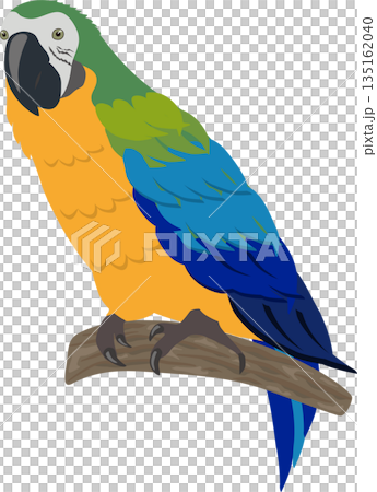 ルリコンゴウインコ ルリコンゴウインコ 135162040