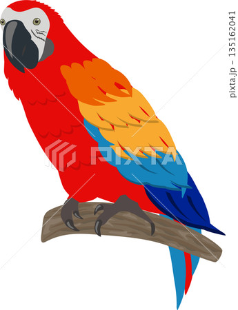 コンゴウインコ コンゴウインコ 135162041