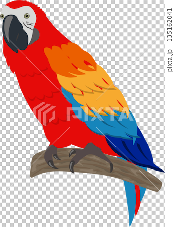 コンゴウインコ コンゴウインコ 135162041