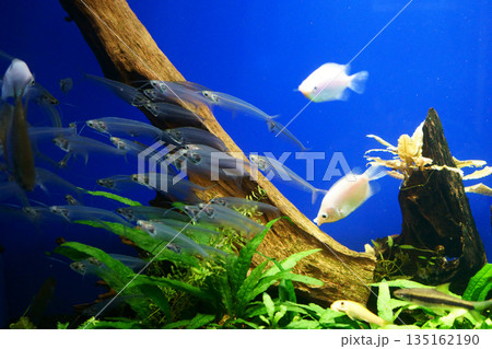 9613 トランスルーセントグラスキャットフィッシュ 9613 トランスルーセントグラスキャットフィッシュ 135162190