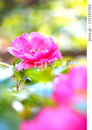光に照らされて咲く山茶花の花 光に照らされて咲く山茶花の花 135162364