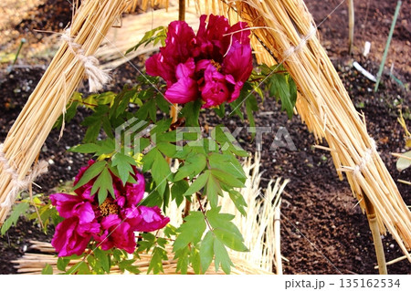 2026年1月に上野のぼたん苑に咲いた「島大臣（しまだいじん）」という名の冬ぼたん（1） 135162534