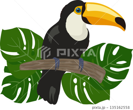 オニオオハシとモンステラ オニオオハシとモンステラ 135162558