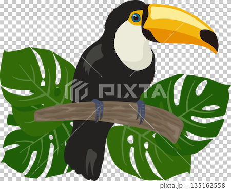 オニオオハシとモンステラ オニオオハシとモンステラ 135162558