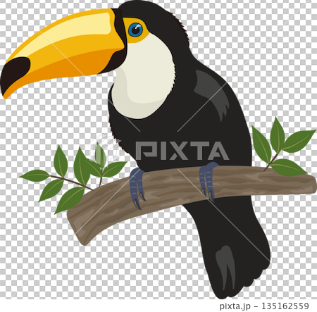 Toco toucan perching on a branch 135162559