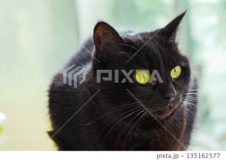 ふんわりとした黒猫 135162577