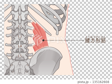 腰方形筋のイラスト、quadratus lumborum illustration 腰方形筋のイラスト、quadratus lumborum illustration 135162608