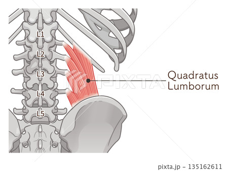 腰方形筋のイラスト、quadratus lumborum illustration 135162611