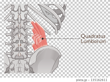 腰方形筋のイラスト、quadratus lumborum illustration 135162611