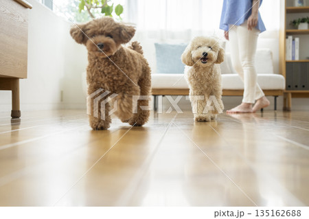 家の中で走る2匹の小型犬（トイプードルとビションプー） 135162688