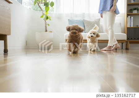 フローリングのリビングルームの中を走る2匹の小型犬（トイプードルとビションプー） 135162717
