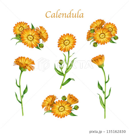 Calendula plant with flowers watercolor illustration set. Hand drawn calendula officinalis medicinal herb elements natural collection isolated on white background 135162830