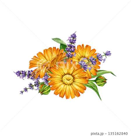 Calendula and lavender flowers decor element watercolor illustration. Hand drawn vintage style lavender stems and calendula blossoms floral decoration element isolated on white background Calendula and lavender flowers decor element watercolor illustration. Hand drawn vintage style lavender stems and calendula blossoms floral decoration element isolated on white background 135162840