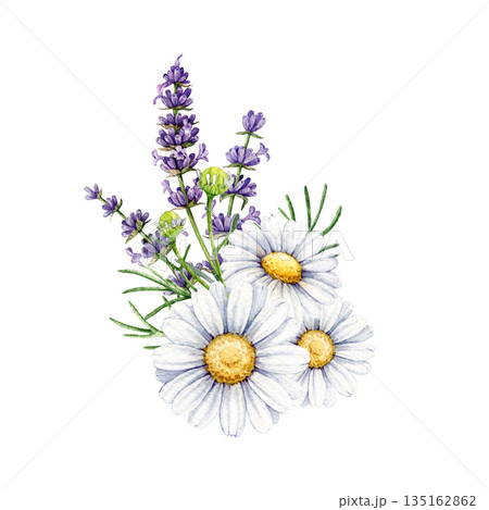 Lavender and chamomile flowers decor element vintage style watercolor illustration. Hand drawn chamomile blossoms and lavandula stems floral decoration element isolated on white background Lavender and chamomile flowers decor element vintage style watercolor illustration. Hand drawn chamomile blossoms and lavandula stems floral decoration element isolated on white background 135162862
