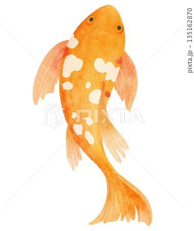 Watercolor Illustration of an Orange Koi Fish 135162870