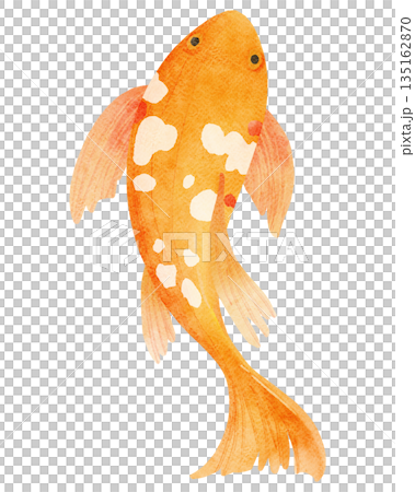 Watercolor Illustration of an Orange Koi Fish 135162870