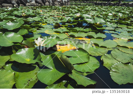 various various 135163018