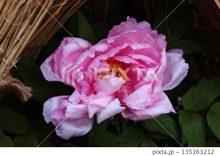 2026年1月に上野のぼたん苑に咲いた「八千代椿(やちよつばき)」という名の冬ぼたん(3) 2026年1月に上野のぼたん苑に咲いた「八千代椿(やちよつばき)」という名の冬ぼたん(3) 135163212