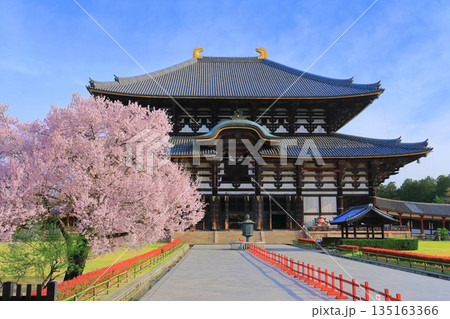 【奈良県】桜が満開の東大寺大仏殿(奈良公園) 【奈良県】桜が満開の東大寺大仏殿(奈良公園) 135163366