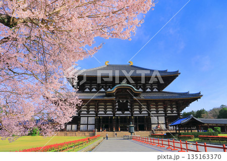 【奈良県】桜が満開の東大寺大仏殿(奈良公園) 【奈良県】桜が満開の東大寺大仏殿(奈良公園) 135163370