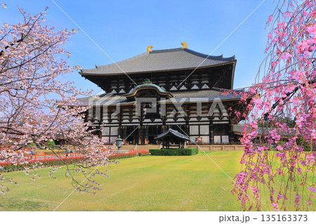 【奈良県】桜が満開の東大寺大仏殿（奈良公園） 135163373