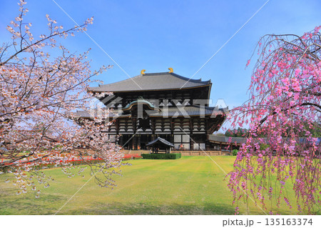 【奈良県】桜が満開の東大寺大仏殿(奈良公園) 【奈良県】桜が満開の東大寺大仏殿(奈良公園) 135163374