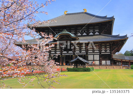 【奈良県】桜が満開の東大寺大仏殿（奈良公園） 135163375