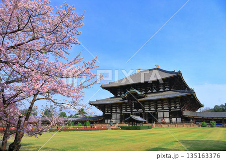【奈良県】桜が満開の東大寺大仏殿（奈良公園） 135163376
